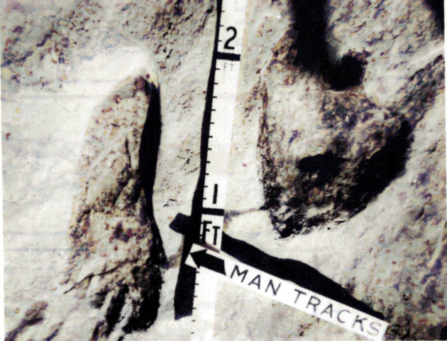 Valley Of The Giants (eBook)
